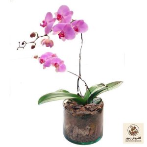 گیاه طبیعی ارکیده صورتی گل گیفت کد GP009 | کد: ZNB-4LO | کد: ZNB-4LO