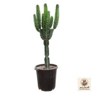 گیاه طبیعی کاکتوس افوربیا اینگنس آرکاد گل مدل Eu65B7 | کد: ZNB-41P | کد: ZNB-41P