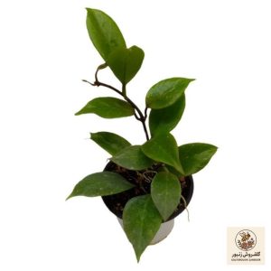 گیاه طبیعی هویا مدل سانرایز | کد: ZNB-65K | کد: ZNB-65K
