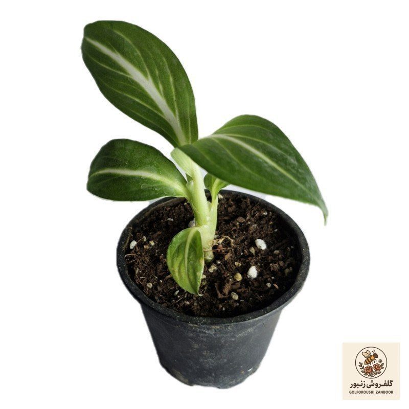 گیاه طبیعی دیفنباخیا مدل استرلینگ | کد: ZNB-600 | کد: ZNB-600 گیاه طبیعی دیفنباخیا مدل استرلینگ | کد: ZNB-600 | کد: ZNB-600