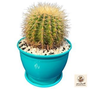 گیاه طبیعی کاکتوس اچینو گرزونی مدل HZ-z77 | کد: ZNB-6HQ | کد: ZNB-6HQ