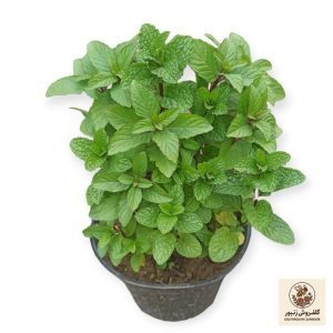 گیاه طبیعی نعناع مدل R41 | کد: ZNB-3M4 | کد: ZNB-3M4