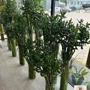 بامبو تزئینی برای اتاق نشیمن مدرن | کد: ZNB-EP6 | کد: ZNB-TRB-01497F9D34FF4C32B50039FE1C3CE80E