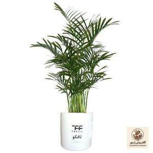 گل طبیعی شامادورا تافکو کد 2x | کد: ZNB-3LP | کد: ZNB-3LP