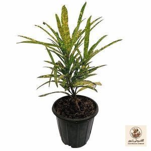 گیاه طبیعی آکوبا رشته ای مدل 5161910 | کد: ZNB-3JS | کد: ZNB-3JS