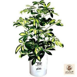 گل طبیعی شفلرا ابلغ تافکو کد 2026 | کد: ZNB-3KG | کد: ZNB-3KG