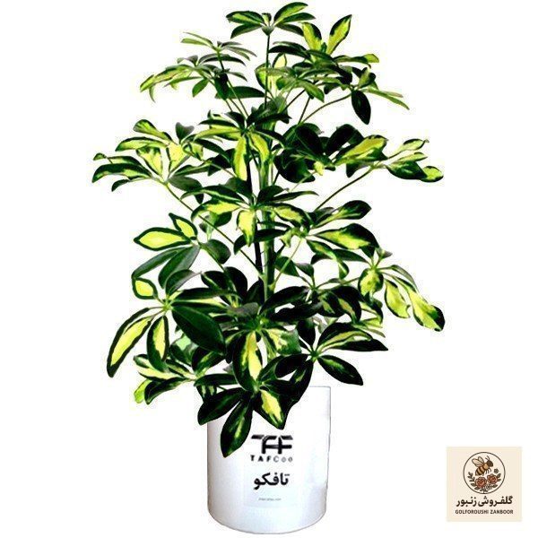 گل طبیعی شفلرا ابلغ تافکو کد 2026 | کد: ZNB-3KG | کد: ZNB-3KG گل طبیعی شفلرا ابلغ تافکو کد 2026 | کد: ZNB-3KG | کد: ZNB-3KG