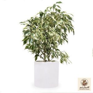 گیاه طبیعی بنجامین ابلق گلیتال مدل GTL109 | کد: ZNB-3SH | کد: ZNB-3SH