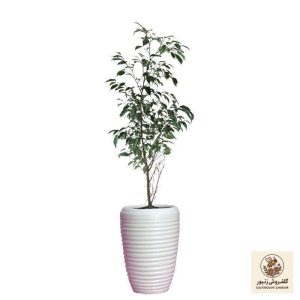 گیاه طبیعی بنجامین ابلغ کد18/1- AS | کد: ZNB-63A | کد: ZNB-63A