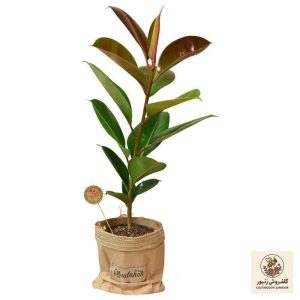 گیاه طبیعی فیکوس کدP.A.08 | کد: ZNB-61M | کد: ZNB-61M
