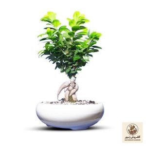 گیاه طبیعی بونسای جنسینگ کد 15 | کد: ZNB-4B7 | کد: ZNB-4B7