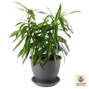 گیاه طبیعی دراسنا بلالی مدل P-03 | کد: ZNB-67H | کد: ZNB-67H