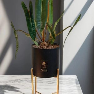 **”گیاه بیلی تای در گلدان استوانه‌ای لوکس مشکی (پایه طلایی) | فروش ویژه در ارومیه”** | کد: ZNB-GG2 | کد: ZNB-TRB-21024018EA324A9AAFF149760F946F15