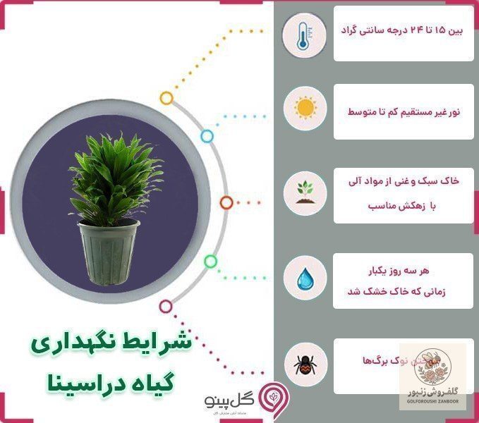 گیاه دراسنا پرچمی قرمز | کد: ZNB-GYM