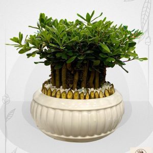 باکس رویال صورتی | کد: ZNB-121C