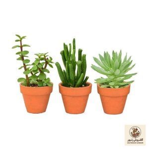 گیاه طبیعی کاکتوس ساکولنت مدل S6-3 مجموعه 3 عددی | کد: ZNB-3U5 | کد: ZNB-3U5