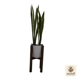گیاه طبیعی سانسوریا شمشیری ابلق کد51236 | کد: ZNB-4LJ | کد: ZNB-4LJ