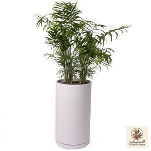 گیاه طبیعی نخل شامادورا کد 11023/2212 | کد: ZNB-43W | کد: ZNB-43W
