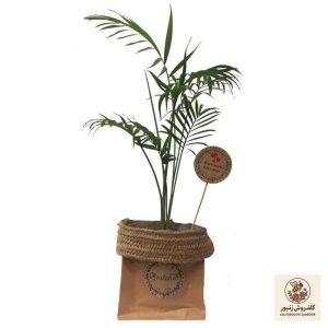 گیاه طبیعی شامادورا کد P.A.013 | کد: ZNB-61U | کد: ZNB-61U
