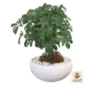 گیاه طبیعی بونسای شفلرا مدل کلکسیونی کد 900 | کد: ZNB-60G | کد: ZNB-60G