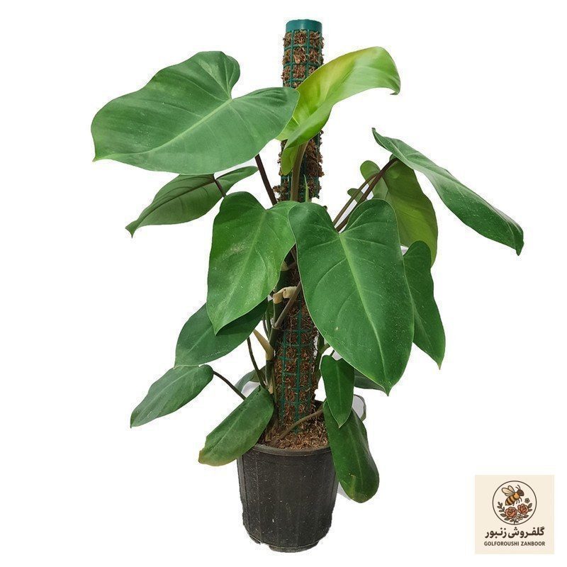 گیاه طبیعی فیلودندرون کد 2 | کد: ZNB-5OK | کد: ZNB-5OK گیاه طبیعی فیلودندرون کد 2 | کد: ZNB-5OK | کد: ZNB-5OK