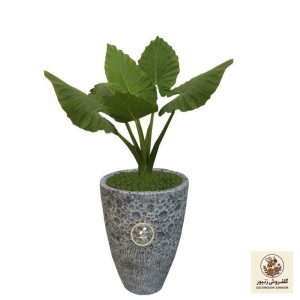 گیاه طبیعی باباآدم گلباران سبز گیلان مدل GN1-FANT5 | کد: ZNB-4S5 | کد: ZNB-4S5