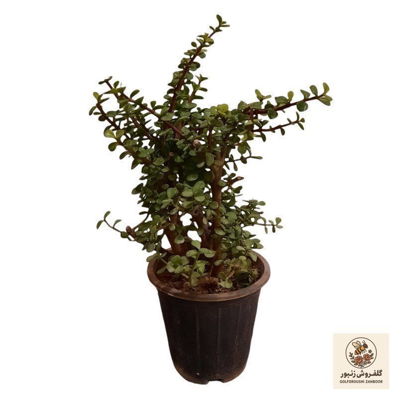 گیاه طبیعی خرفه تنه دار مدل S1 | کد: ZNB-5QV | کد: ZNB-5QV گیاه طبیعی خرفه تنه دار مدل S1 | کد: ZNB-5QV | کد: ZNB-5QV