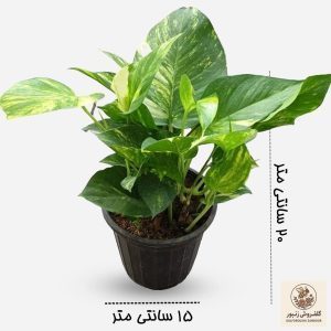 گل پتوس ابلق سایز کوچک | کد: ZNB-EVB | کد: ZNB-TRB-B8036799256546BD873D2861FC109985