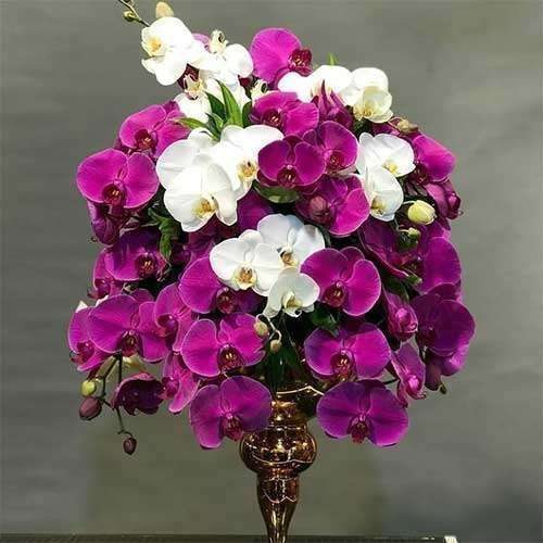 جام گل ارکیده 596